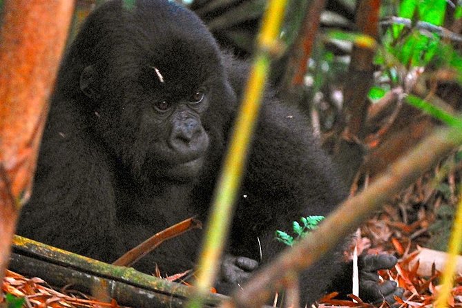 From Kigali: 10 Hour Day-trip Rwanda Gorilla Trekking with Lunch - Once you find gorillas: photo time, close-up etiquette, and what to bring