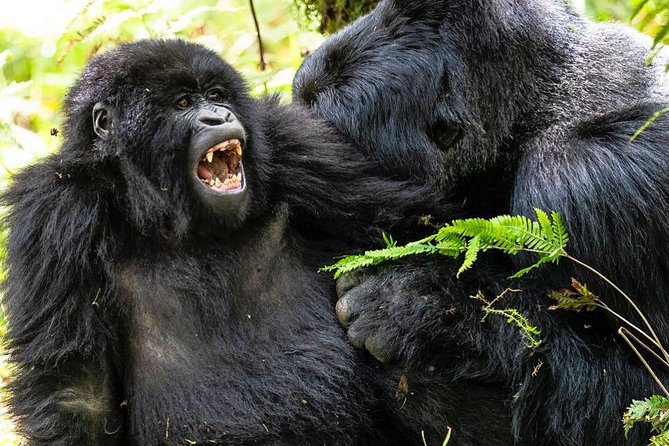 From Kigali: 10 Hour Day-trip Rwanda Gorilla Trekking with Lunch - Lunch, water, and surviving a full day without losing your spirit
