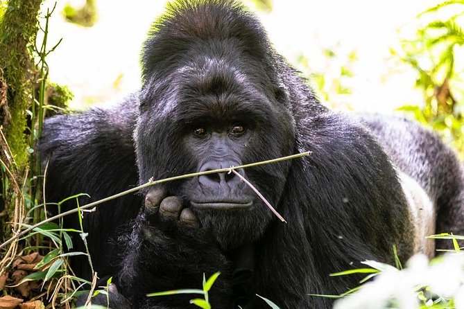 From Kigali: 10 Hour Day-trip Rwanda Gorilla Trekking with Lunch - Price and value: what $332.86 includes, and what you must budget separately