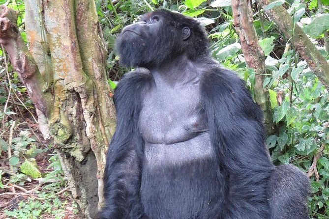 From Kigali: 10 Hour Day-trip Rwanda Gorilla Trekking with Lunch - Who this Kigali gorilla trek fits best
