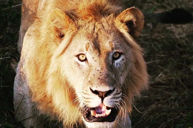From Kigali: 12 Hour Custom Day trip for game Drive in Akagera NP - Key things I’d plan around before you go