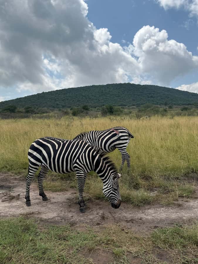 From Kigali: Akagera National Park Safari game drive - Park entry fees, what you pay extra, and how to judge value