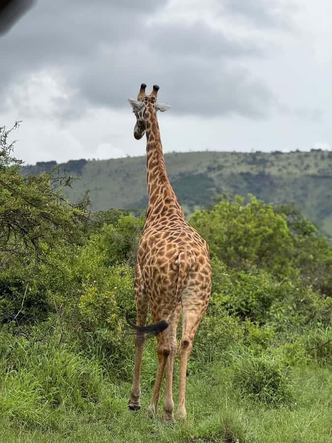 From Kigali: Akagera National Park Safari game drive - Who this safari is for, and who might want a different plan