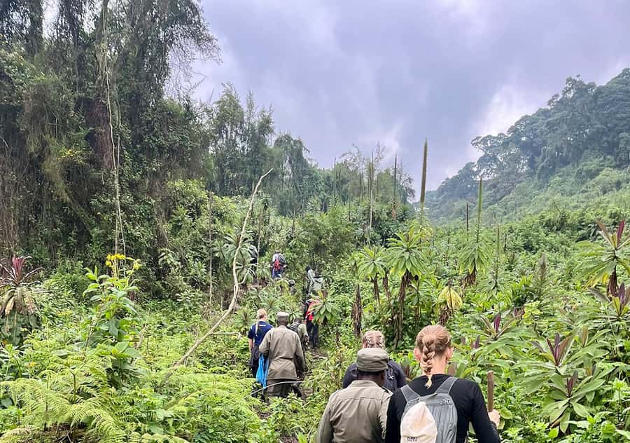 From Kigali: Bisoke Summit Trek, Crater Lake 1 Day Safari - The Big Idea, Hiking a Volcano to a Crater Lake