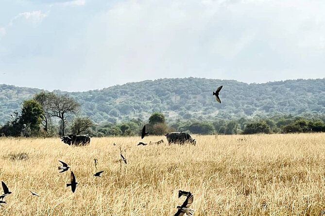 Full Day Akagera National Park Game Drive and Boat Safari - Key things to know before you go
