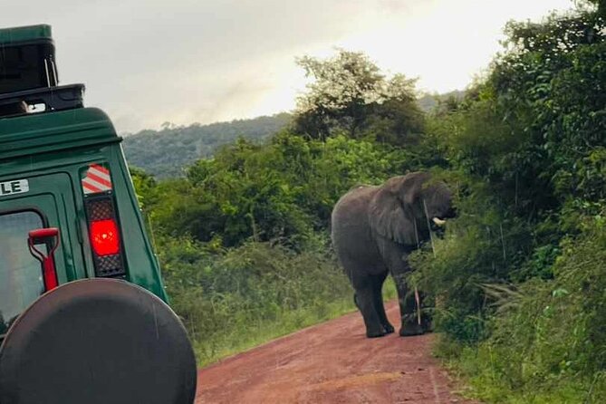 Full Day Akagera National Park Game Drive and Boat Safari - 5:00 am pickup and the Imigongo Art Center break before the park