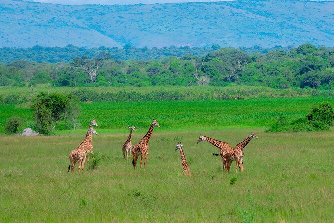 Full-Day Private Safari of Akagera National Park with Lunch - Why Akagera works as a full-day outing from Kigali