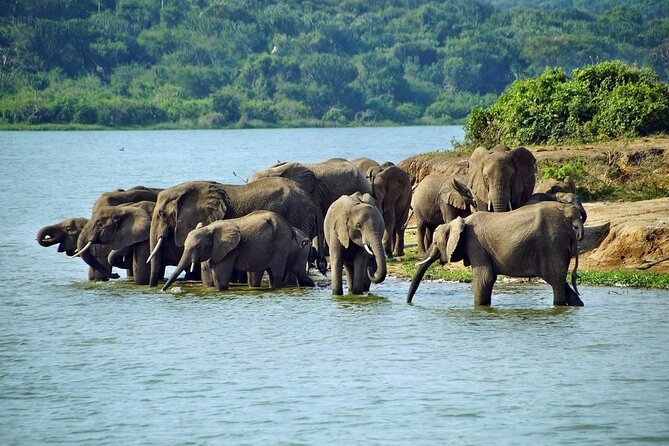 Full Day Shared Akagera Safari Tour with Lunch and Coffee - Why Akagera Big Five from Kigali is a smart day-trip move