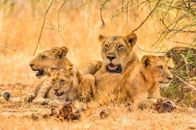 Full Day Shared Akagera Safari Tour with Lunch and Coffee