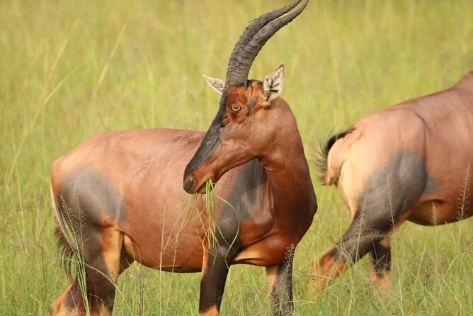 Full Day Shared Akagera Safari Tour with Lunch and Coffee - Inside Akagera: registration, briefing, and 6 hours of game driving
