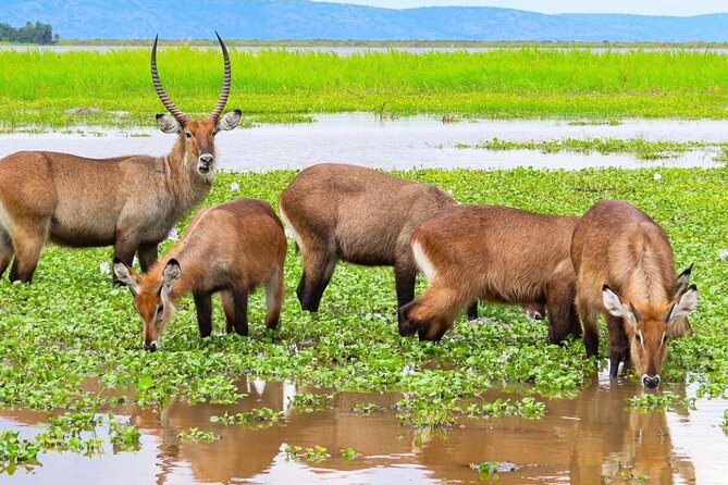 Full Day Shared Akagera Safari Tour with Lunch and Coffee - Lunch, soft drinks, coffee, and water, included for a reason