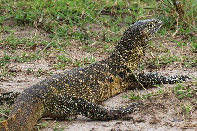 Full Day Shared Akagera Safari Tour with Lunch and Coffee - Wildlife chances: thinking realistically about the Big Five day