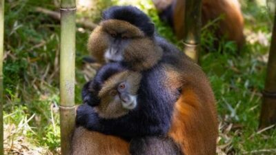 Golden Monkey Trekking with lunch