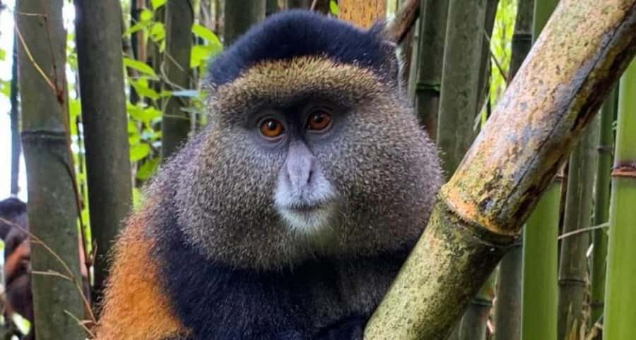 Golden Monkey Trekking with lunch - Tracking Golden Monkeys: What the First Hour Actually Feels Like