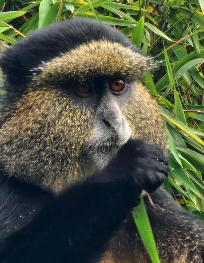 Golden Monkey Trekking with lunch - That Short Hike in the Park: Easier Than Gorillas, Still Expect Real Ground