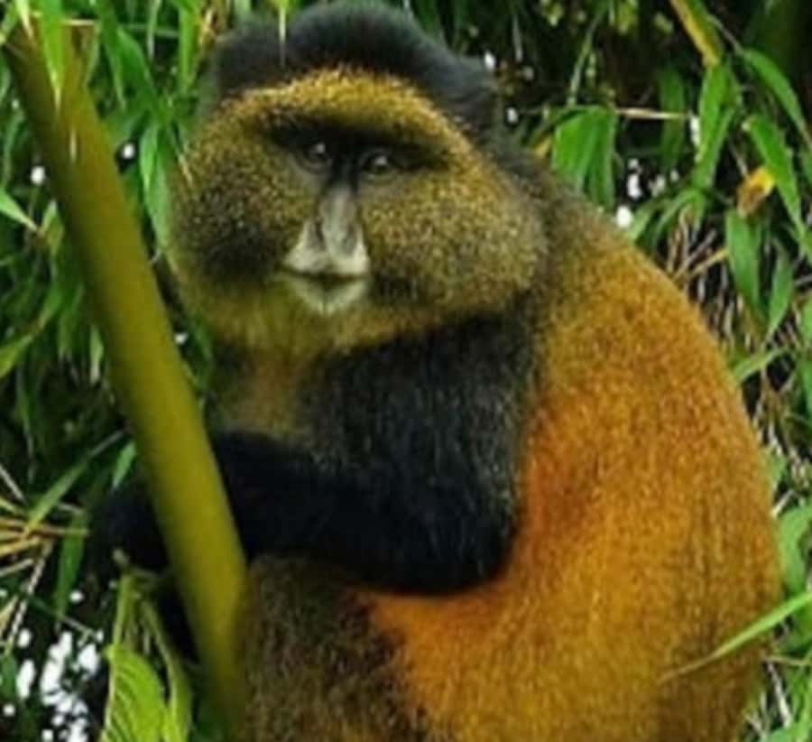 Golden Monkey Trekking with lunch - Guide Quality Matters: Why a Good English Guide Changes Everything