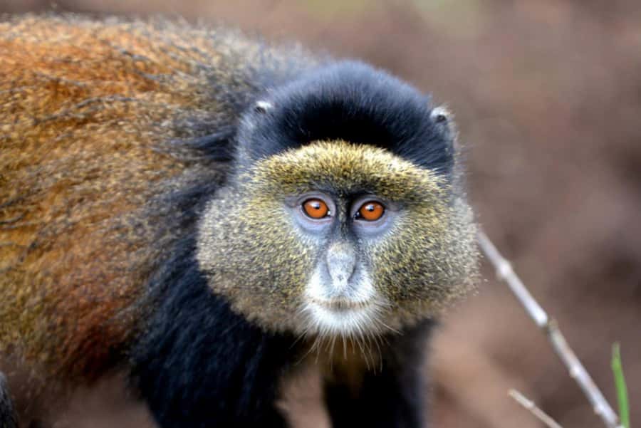 Golden Monkey Trekking with lunch - Packing Tips That Prevent the Usual Headaches