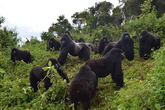 Gorilla trekking &wildlife adventure in Rwanda - Key highlights worth the attention