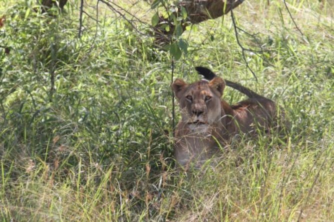Gorilla trekking &wildlife adventure in Rwanda - Akagera National Park safari drives, Big Five chances plus serious birding