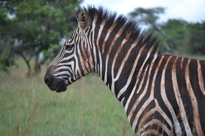 Gorilla trekking &wildlife adventure in Rwanda - Lodging and meals, the small comforts that make tough days easier