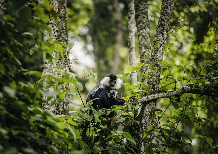 Kigali:1 Day Nyungwe Canopy Walk & Waterfall Tour adventure - Quick hits: what makes this Nyungwe daytrip stand out