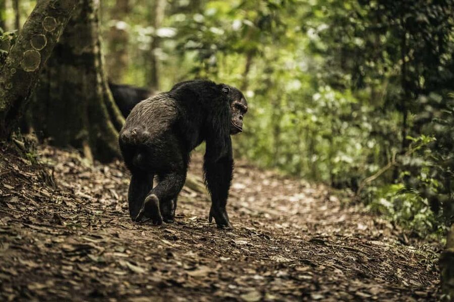 Kigali:1 Day Nyungwe Canopy Walk & Waterfall Tour adventure - Kigali to Nyungwe: why this day feels like three different experiences