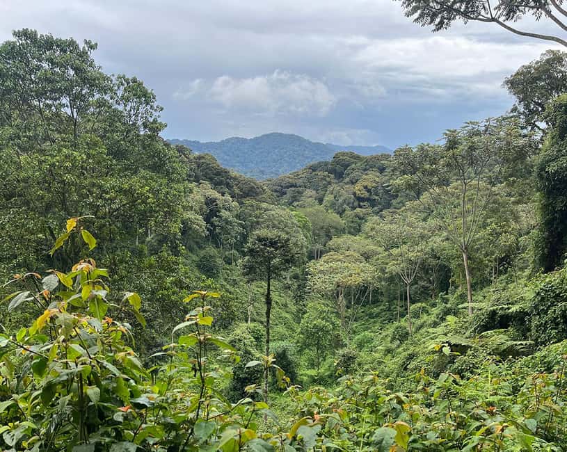 Kigali:1 Day Nyungwe Canopy Walk & Waterfall Tour adventure - Rainforest hike in Nyungwe: where your guide helps you actually notice things