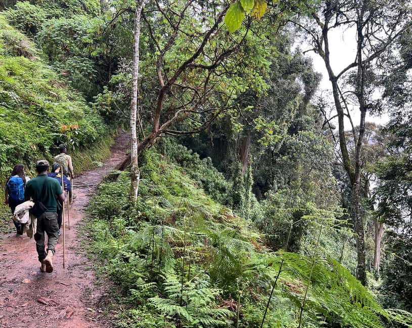 Kigali:1 Day Nyungwe Canopy Walk & Waterfall Tour adventure - Canopy walkway bridge: views worth it, but height is real
