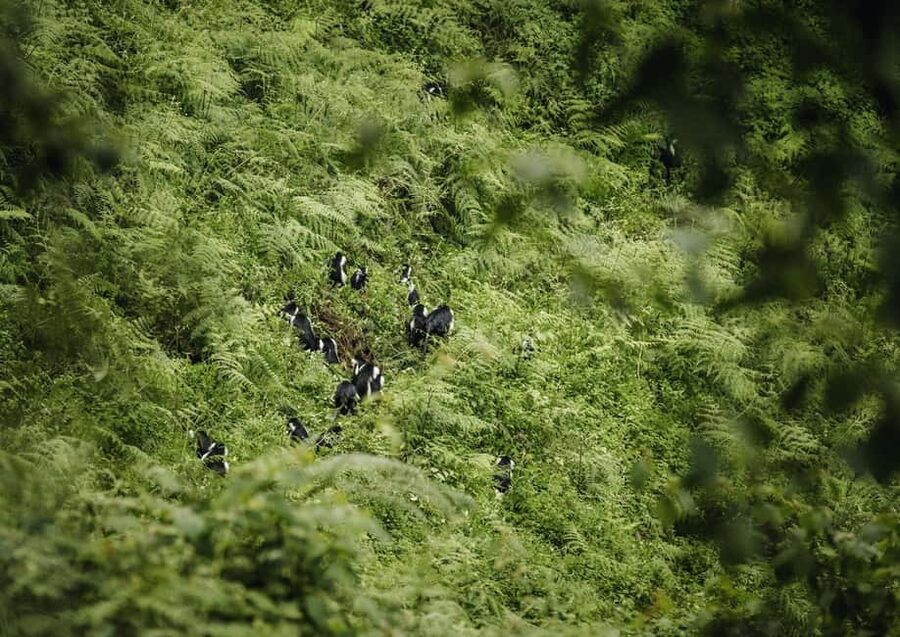 Kigali:1 Day Nyungwe Canopy Walk & Waterfall Tour adventure - What to bring, plus the rules that keep the forest protected