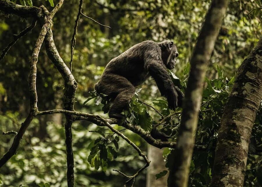 Kigali:1 Day Nyungwe Canopy Walk & Waterfall Tour adventure - Language mix and guide experience: confirm what you need