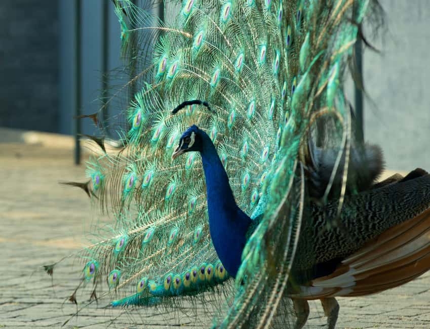 Kigali Eco Park Bird Watching Experience - Price and value: is $50 a fair deal for 4 hours?