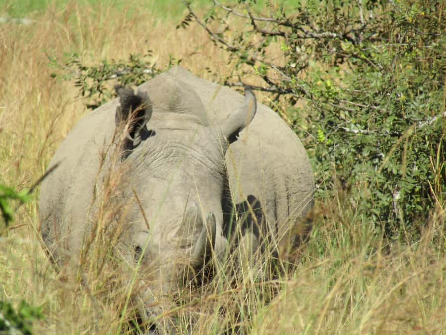 Kigali: Full-Day Akagera Safari + Optional Boat Ride - Key points before you go