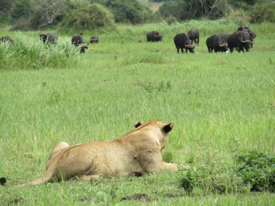 Kigali: Full-Day Akagera Safari + Optional Boat Ride - Timing, what to wear, and how to avoid a frustrating day
