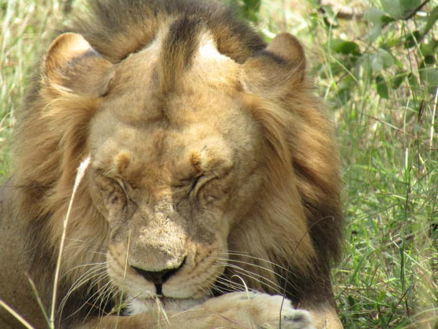 Kigali: Full-Day Akagera Safari + Optional Boat Ride - Two game-drive sessions in Akagera, built for real sightings