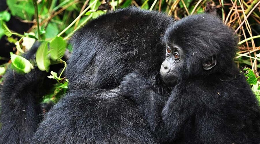 Kigali: Gorilla Trekking in Volcanoes National Park - Key Points You’ll Care About
