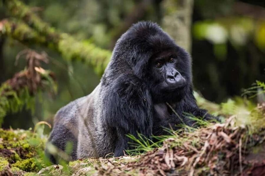 Kigali: Gorilla Trekking in Volcanoes National Park - From Kigali to Musanze-Kinigi: Why the Day Starts So Early