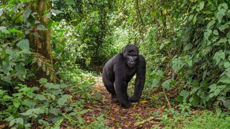 Kigali: Gorilla Trekking in Volcanoes National Park - Permits and Pricing: The Real Value Check Before You Pay