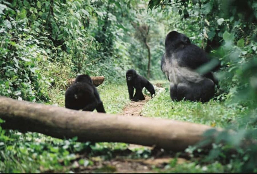 Kigali: Gorilla Trekking in Volcanoes National Park - The Drive to Volcanoes National Park, and the Comfort of Real Logistics