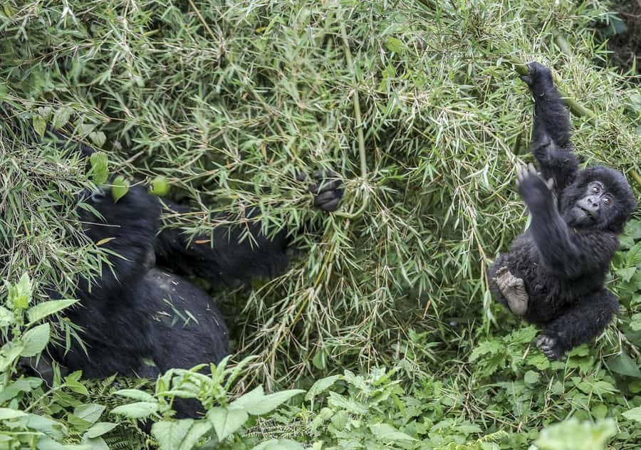 Kigali: Rwanda Gorilla Tracking in Volcanoes National Park - The 4:30am Kigali Pickup and the Road to Volcanoes