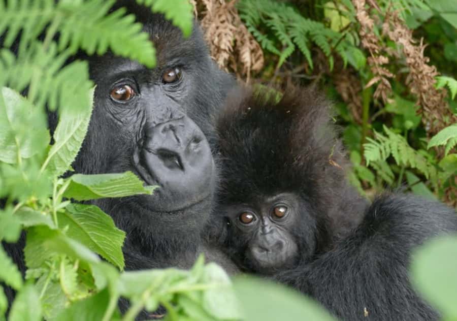 Kigali: Rwanda Gorilla Tracking in Volcanoes National Park - The Hike: Altitude, Timing, and Using Porters Well