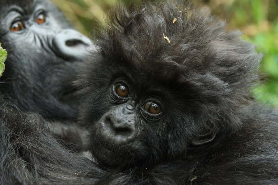 Kigali: Rwanda Gorilla Tracking in Volcanoes National Park - Protocol Briefing, Coffee, and What the Rangers Actually Need from You