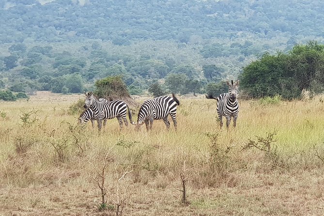 One-day Akagera National Park Game Drive with a Choice 4x4 - Key highlights before you go