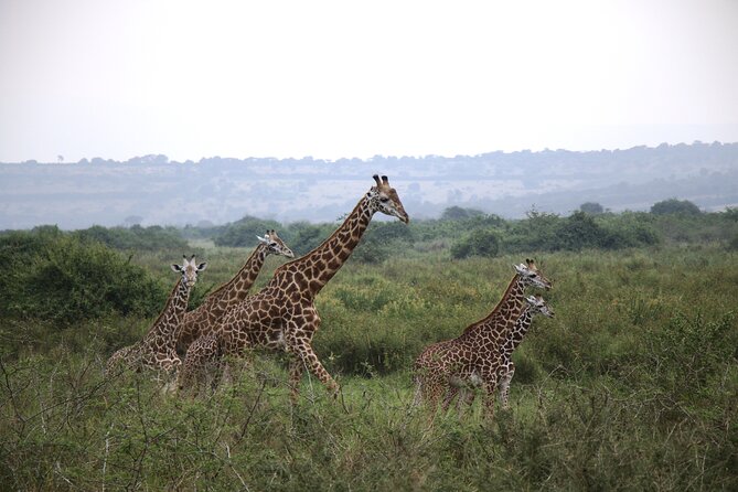 One-day Akagera National Park Game Drive with a Choice 4x4 - Stop 1 in Kigali: Bashana Companies and Imigongo art, plus a useful break