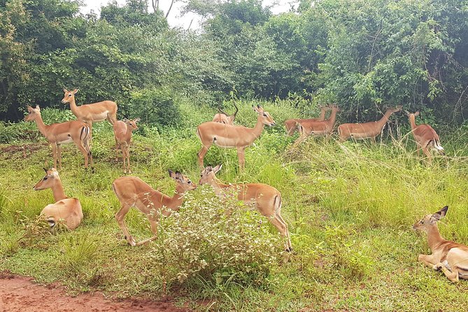 One-day Akagera National Park Game Drive with a Choice 4x4 - The WiFi trick: why you will care more than you think