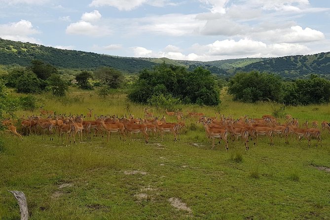 One-day Akagera National Park Game Drive with a Choice 4x4 - Optional add-on: Ihema Lake boat ride and why it changes the wildlife mix