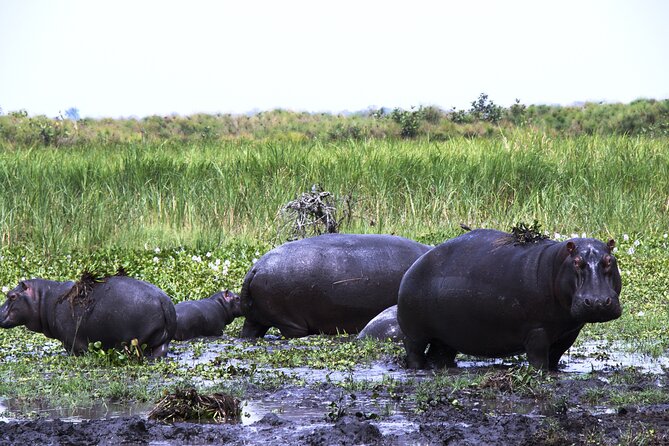 One-day Akagera National Park Game Drive with a Choice 4x4 - Comfort and road conditions: what to expect from a long 4x4 day