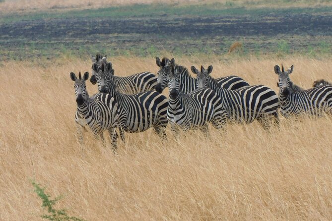 One Day Akagera Safari From Kigali - Key highlights at a glance