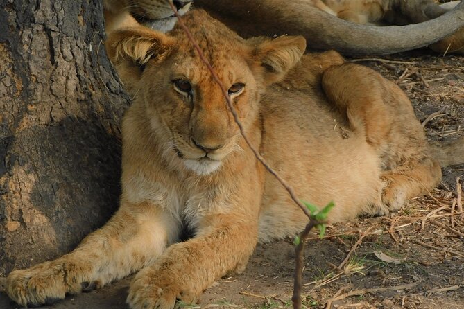 One Day Akagera Safari From Kigali - Why Akagera National Park works so well as a one-day plan from Kigali