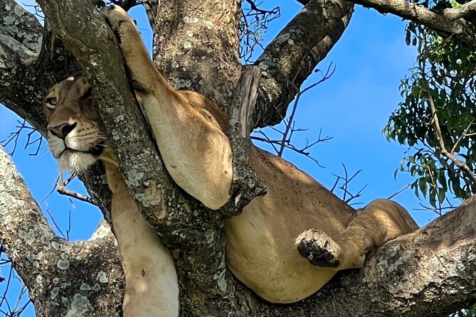 One Day Akagera Safari From Kigali - Akagera’s habitats: what to watch for during woodland, swamps, low hills, and savannah