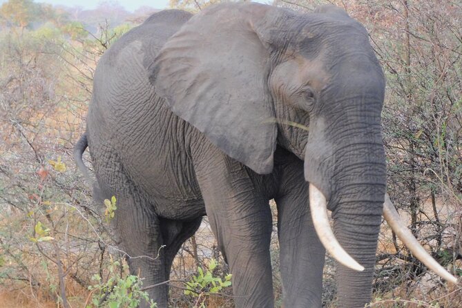 One Day Akagera Safari From Kigali - Wildlife you can realistically target in one day: zebras, giraffes, elephants, lions, and more